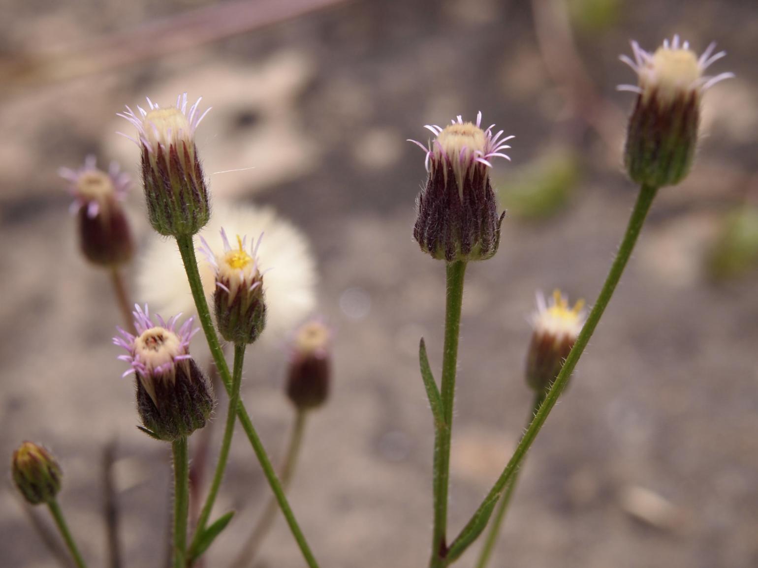 Fleabane, blue